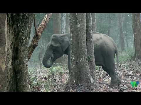 “Smoke-Breathing” Elephant Stumps Scientists